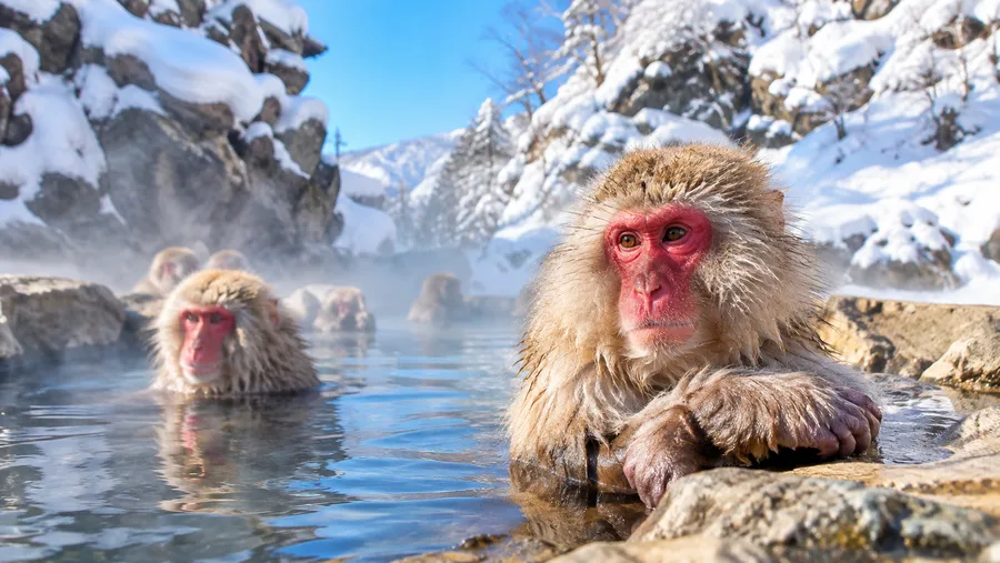 Best Time to Visit Snow Monkey Park: Seasons and Weather