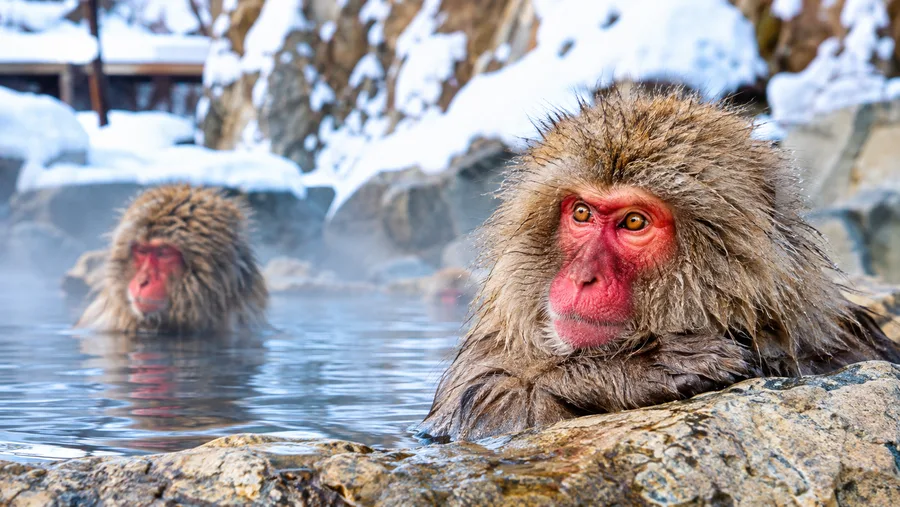 How to Get to Snow Monkey Park: Complete Transport Guide