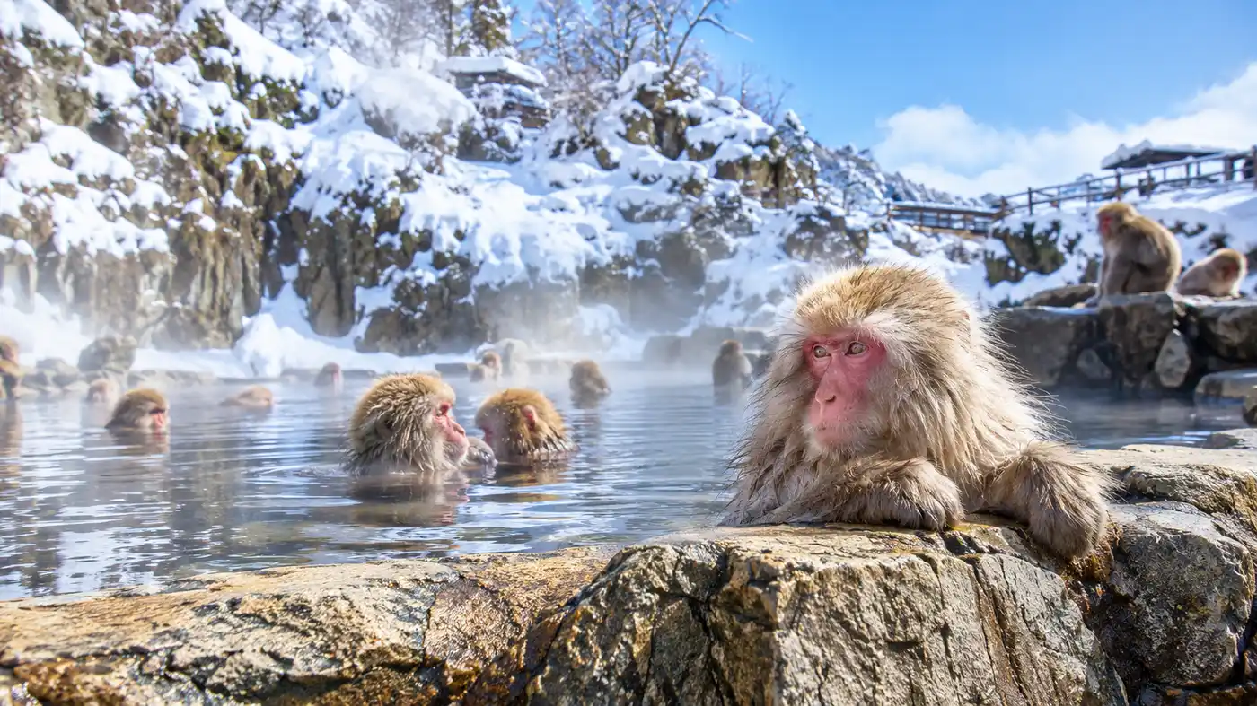 Snow Monkey Park Live Cam: Watch Jigokudani Live Stream