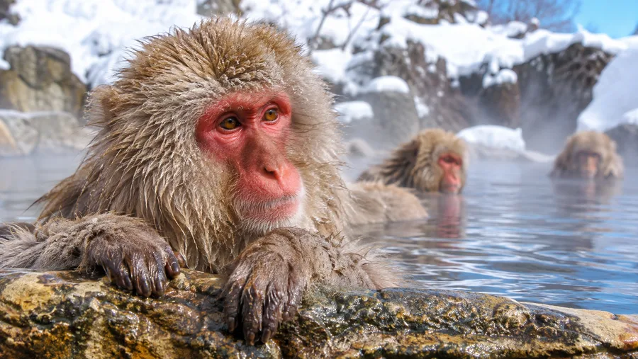 Snow Monkey Park Tours and Day Trips from Tokyo